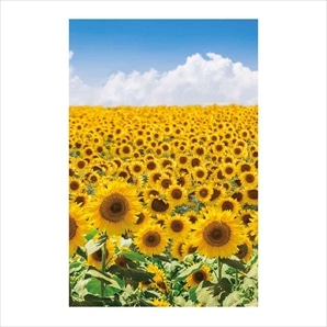 バックグラウンドシート ひまわり 145×220cm