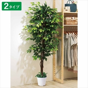 人工樹木ベンジャミン 180cm［ストエキオリジナル］