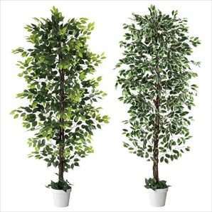 人工樹木ベンジャミン 210cm［ストエキオリジナル］