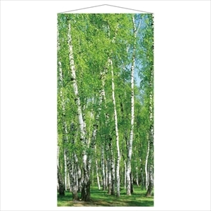 タペストリー 白樺