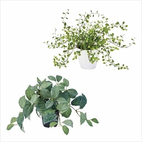 グリーンポット