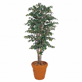 人工観葉植物 ベンジャミンナチュラル ナチュラル 180cm 1台 【通販