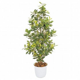 人工樹木 アオキ フェイクグリーン 150cm 1台