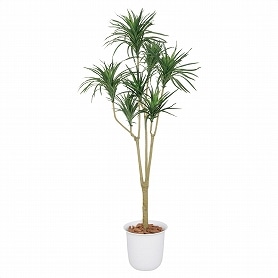 人工樹木 ドラセナ コンシンネ フェイクグリーン 160cm 1台