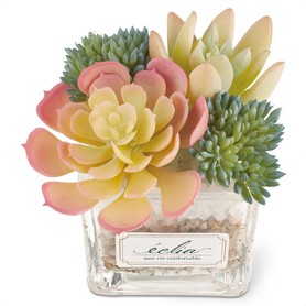 多肉植物 インテリア卓上グリーン【消臭】