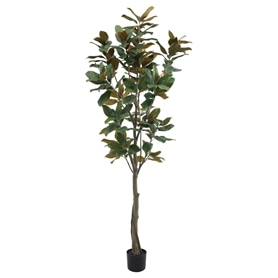 マグノアツリー 高さ220cm