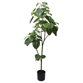 ウンベラータ　高さ180cm