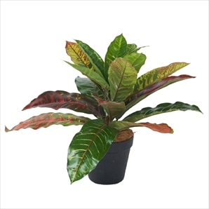 フェイクグリーンポット クロトン