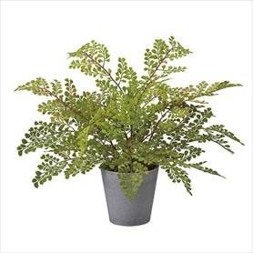 フェイクグリーンポット アジアンタム