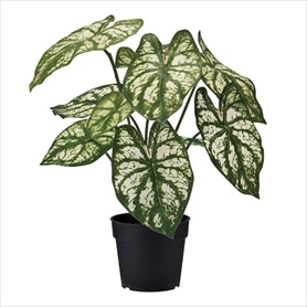 フェイクグリーンポット カラジューム