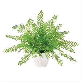 フェイクグリーンポット シダ