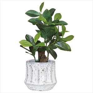 エペポット フィカス (フェイクグリーン)