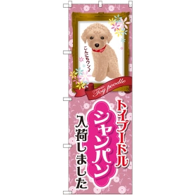 トイプードル シャンパン 入荷 通販 ストア エキスプレス