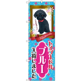 トイプードル ブルー 入荷 のぼり 通販 ストア エキスプレス トイプードル ブルー 入荷 のぼり 通販 ストア エキスプレス