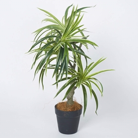 ドラセナ 人工樹木 フェイクグリーン 人工観葉植物 ドラセナ 人工樹木 フェイクグリーン 人工観葉植物