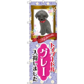 トイプードル シルバーグレー 入荷 通販 ストア エキスプレス トイプードル シルバーグレー 入荷 通販 ストア エキスプレス