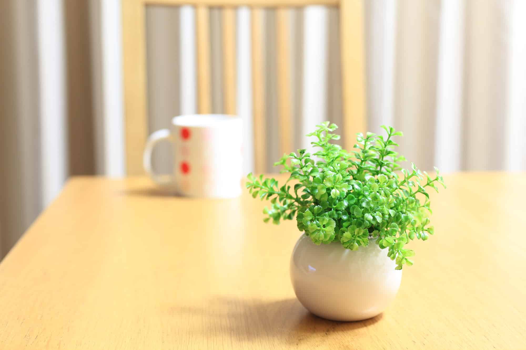 テーブルの植物