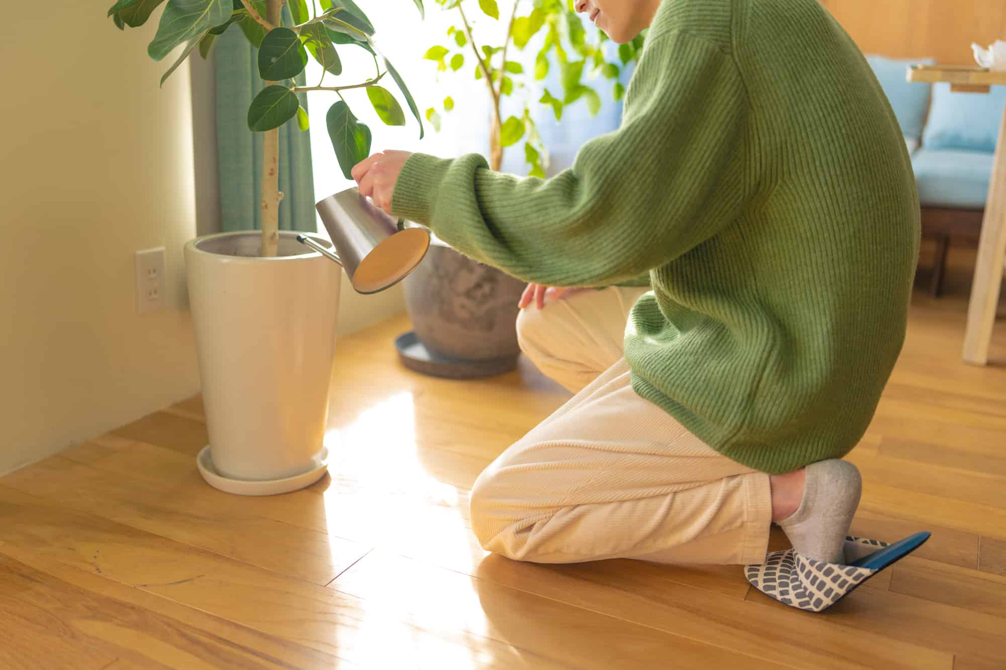 観葉植物に水やり