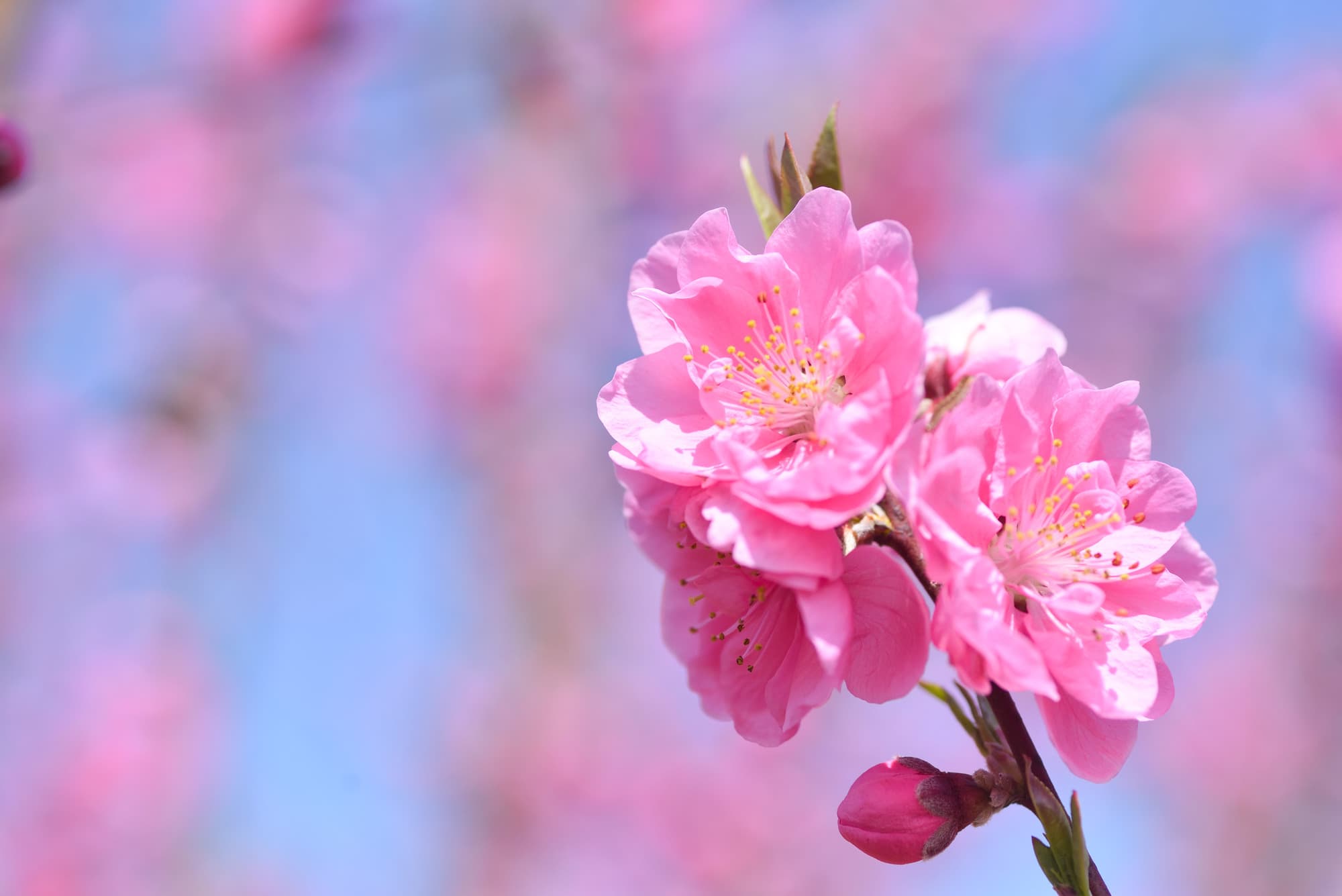 桃の花