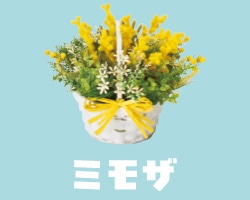 ミモザ