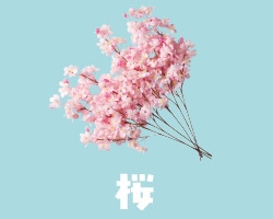 桜