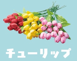 チューリップ
