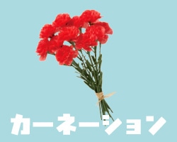 カーネーション