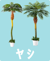 ヤシ