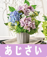 あじさい