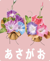 あさがお